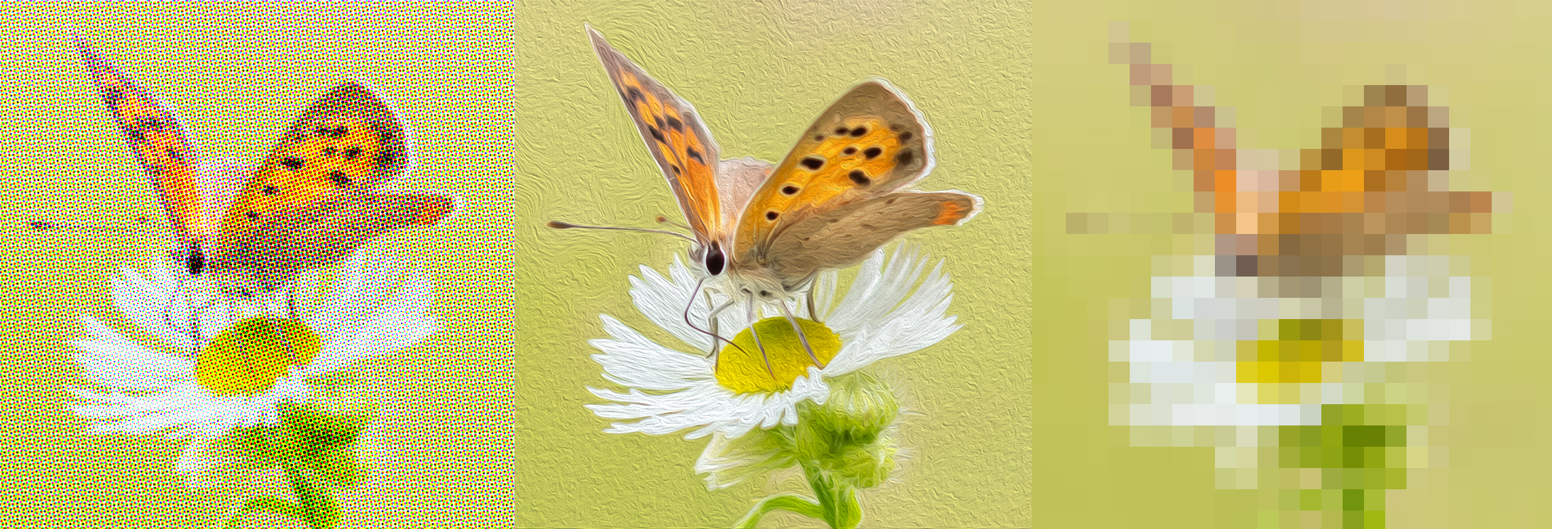 Kleiner Feuerfalter mit Freistelllasso zum Freistellen in Adobe Photoshop